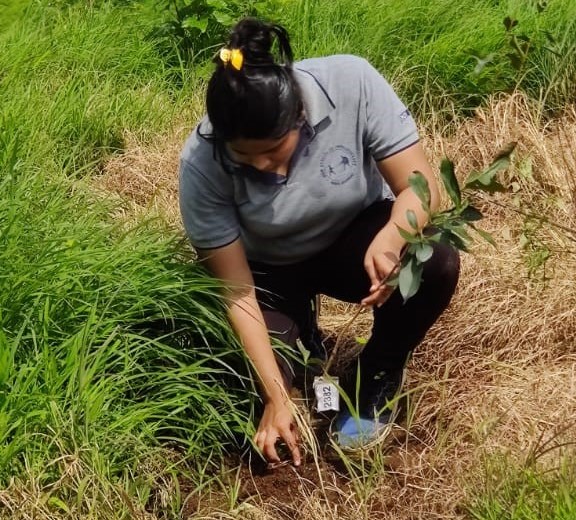 Student carefully planting sapling in Pale Budruk, phanaswadi, Panvel